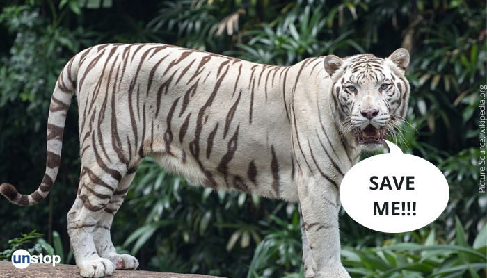 Save The White Tigers With This Internship!