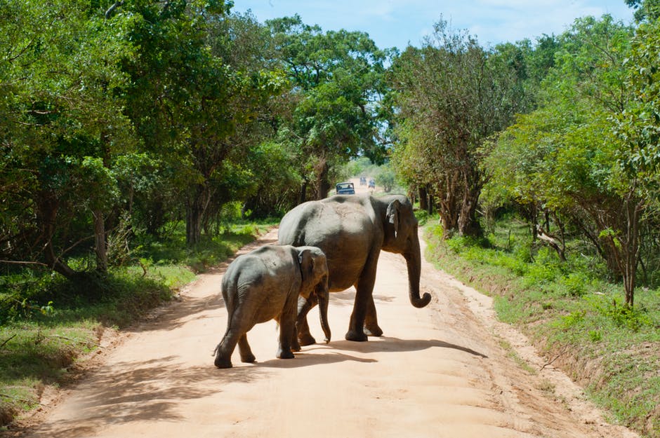 Elephants in Zoo